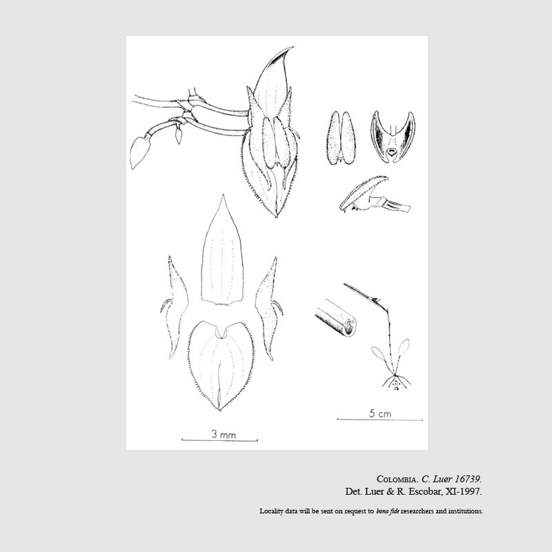 Lepanthes canaliculata